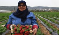 Kilosu 50 TL'ye Kadar Düştü: Çilekte Açıkta Hasat Zamanı