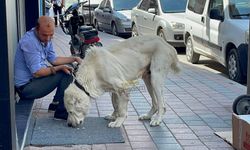 Korsan’ın Cüssesini Gören Dönüp Bir Daha Baktı