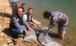 Yavru Sazan Balıkları Su İle Buluştu
