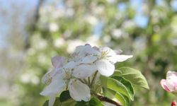 Karaman'da 15 Milyon Elma Ağacı Aynı Anda Çiçek Açtı