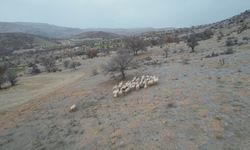 Kaybolan Koyunlar Dron ile Bulundu