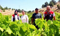 Karaman'da Üzüm Yetiştiriciliğini Artırmak İçin Projeler Yapılacak