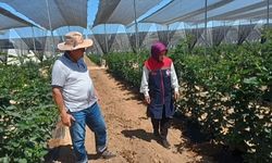 Caddo Ve Fonca Böğürtlen Çeşidinin Dikili Olduğu Bahçeyi Ziyaret Ettiler