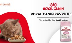 Royal Canin Yavru Kedi Maması