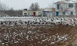 Karaman'da Leyleklere Beklenmedik Sürpriz