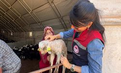 KAZIMKARABEKİR'DE KÜÇÜKBAŞ HAYVAN KAYIT ÇALIŞMALARI