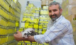 İŞ YERİNDE DOĞUM YAPAN ANNE KEDİ VE YAVRULARINA GÖZÜ GİBİ BAKIYOR