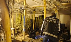 Kenevir Yetiştirilen Gizli Seraya Polis Baskını: 1 Tutuklama
