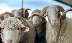 Karaman'da Kurban Fiyatları Açıklandı