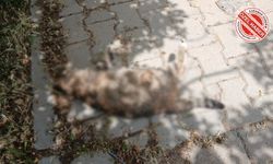 MAHALLE SAKİNLERİ ÇÖZÜM İSTİYOR