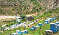 Karaman’da kekik balı zamanı