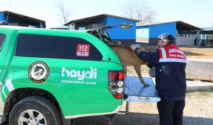 Jandarmadan Yaralı Köpeğe Şefkat Eli