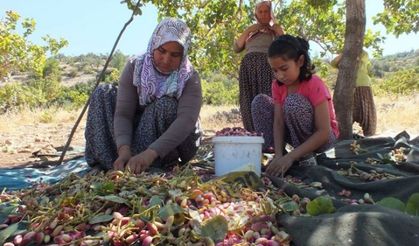 Karaman’da Antep Fıstığı Hasadı Başladı