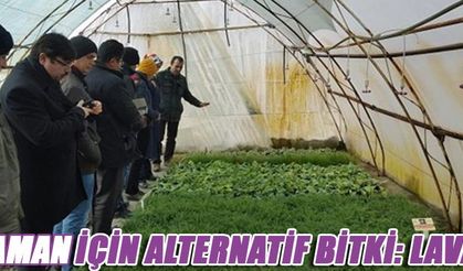 KARAMAN İÇİN ALTERNATİF BİTKİ: LAVANTA