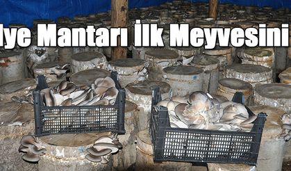 İstiridye Mantarı İlk Meyvesini Verdi