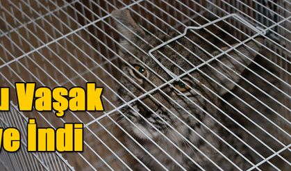 Yavru Vaşak Köye İndi