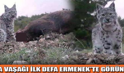 AVRASYA VAŞAĞI İLK DEFA ERMENEK'TE GÖRÜNTÜLENDİ