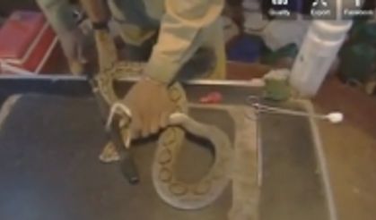 Yılan Zehri İnsan Kanını Bakın Ne Hale Getiriyor!