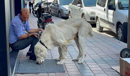 Korsan’ın Cüssesini Gören Dönüp Bir Daha Baktı