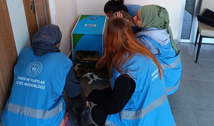 GSB Karaman Yurdu Öğrencileri Kış Öncesi Sokak Hayvanları İçin Barınak Yaptı