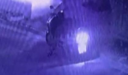 Bu Kadarına Pes Dedirtti, 4 Yavru Kediyi Çöpe Attı