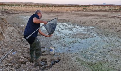 Su Seviyesi Düşen Barajdaki Yavru Balıkları Kovalarla Kurtarmaya Çalıştılar