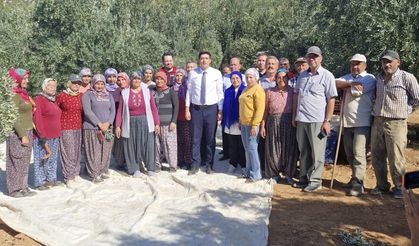 Zeytin Hasadında Beklenti Yüksek