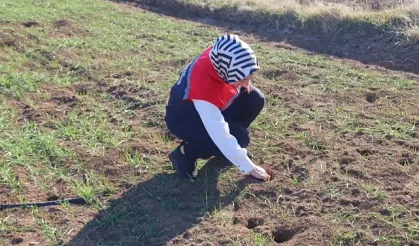 Tarla Faresi İstilasına Karşı Erken Önlem Şart