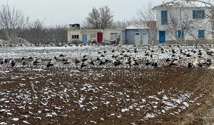 Karaman'da Leyleklere Beklenmedik Sürpriz