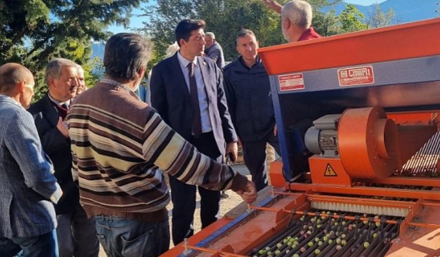 Kaymakam Erdoğan, Zeytin Hasadına Katıldı