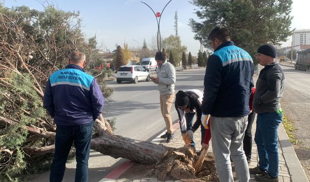 Karaman’da şiddetli rüzgâr ağacı kökünden kırdı