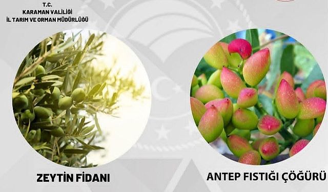 Zeytin Fidanı ve Antep Fıstığı Çöğürü Verilecek