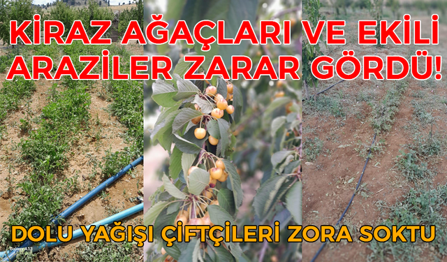 Dolu Yağışı Çiftçileri Zora Soktu