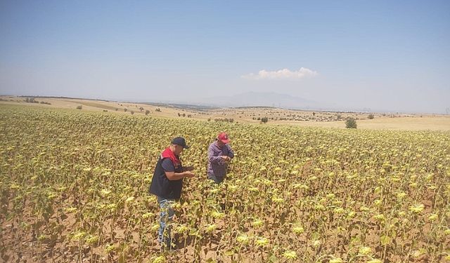 TAKE Projesi İle Dağıtılan Tohumların Üretici Tarlalarında Kontrolleri Yapılıyor