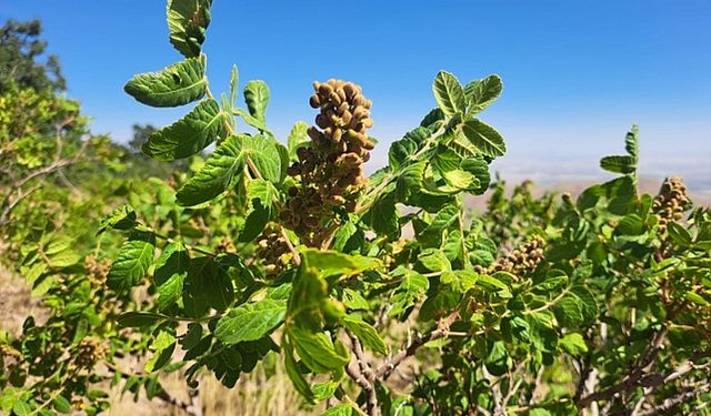 Karadağ'ın Bin 525 Rakımında Yetişen Doğal Lezzet