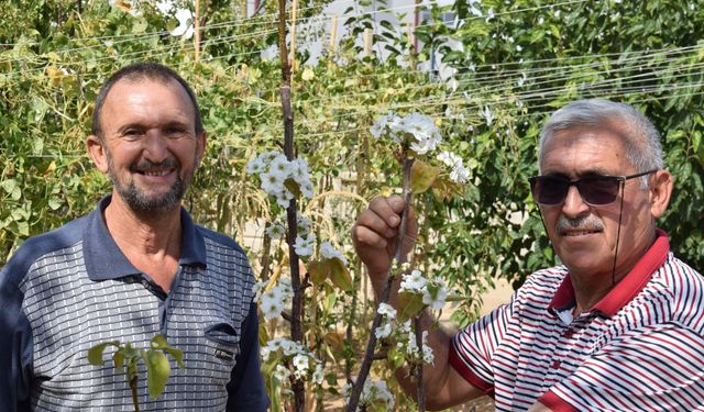 Karaman’da Sonbaharda Çiçek Açan Armut Fidanı Şaşırttı