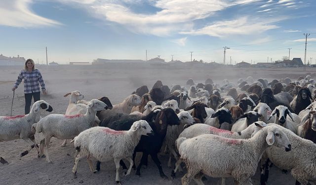 Şehirde Büyüdü, Üniversite Okudu, Çoban Olup Köye Yerleşti