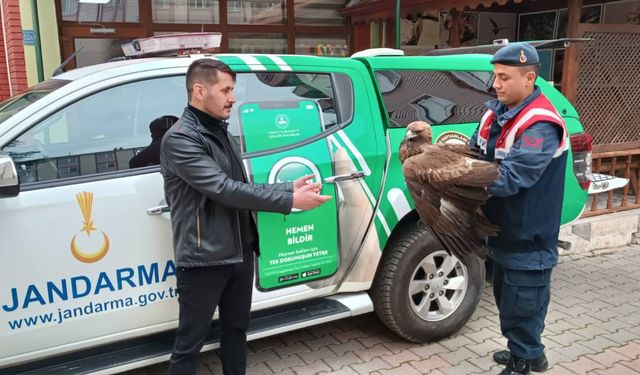 Karaman’da Yaralı Bulunan Kızıl Şahin Koruma Altına Alındı