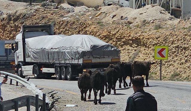 Tır Kazası: Anguslar Yola Saçıldı