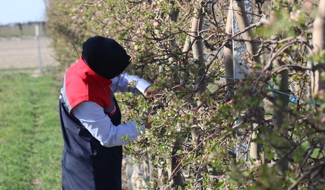 İl Müdürü Hatice Bulut'tan Zirai Don İncelemesi