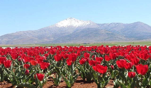 Karaman'da Lale Bahçesi Açılışı İçin Geri Sayım Başladı