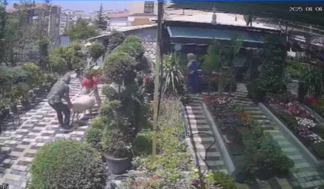 KARAMAN'DA FİRAR EDEN KURBANLIK KOYUN GİRDİĞİ FİDANLIKTA YAKALANDI