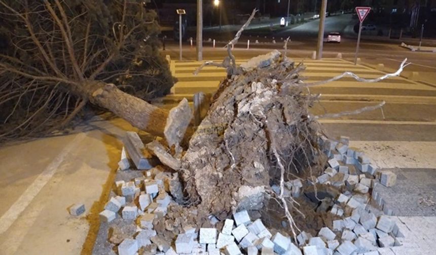 Şiddetli Rüzgâr Ağaçları Devirdi