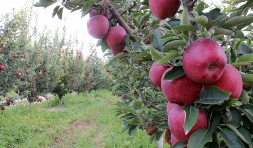 Muğlu: “Üretici elmayı dalında sattı”