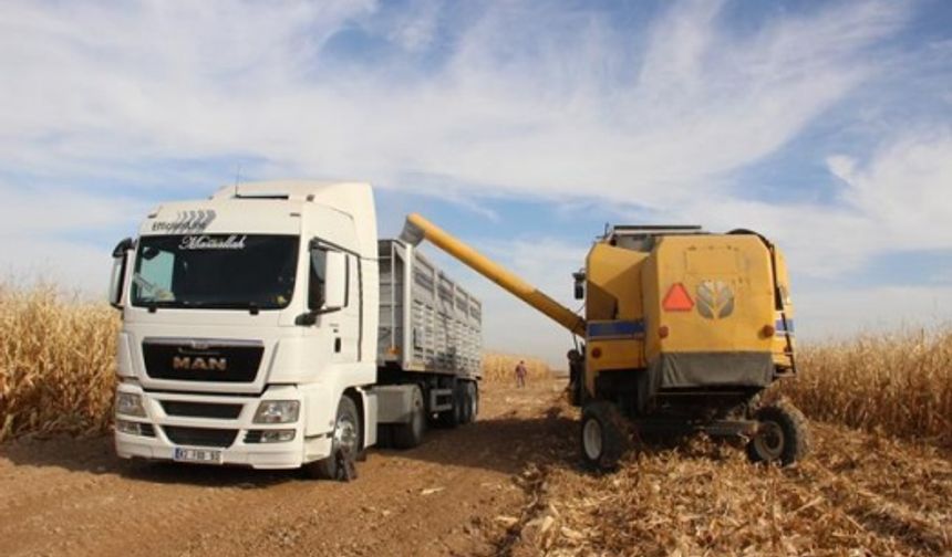 Karaman’da Hasadı Başlayan Mısır Yüz Güldürüyor