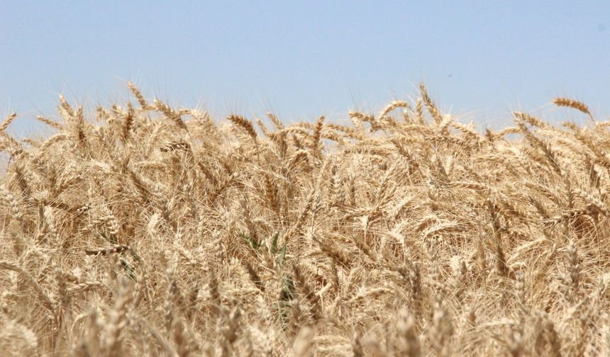 Karaman’da Alicantus Ekmeklik Buğdayın Hasadı Yapıldı