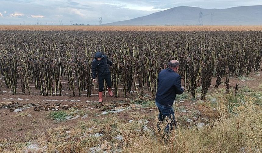 Kaymakam Kaya, Doludan Zarar Gören Ekili Alanları İnceledi