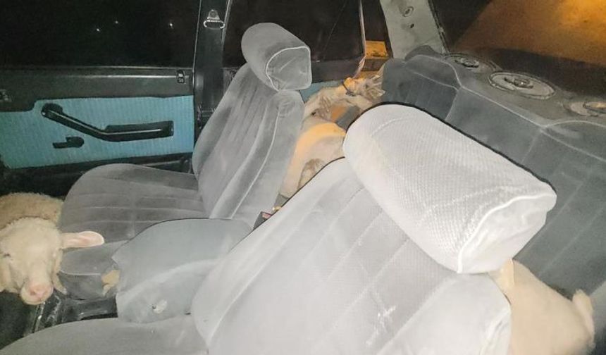 Karaman’da Polisten Kaçan Otomobilde 7 Çalıntı Koyun Çıktı