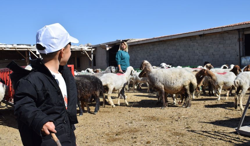 Üniversiteli Anne Hem Koyunlarına Hem De Kendi Kuzusuna Bakıyor