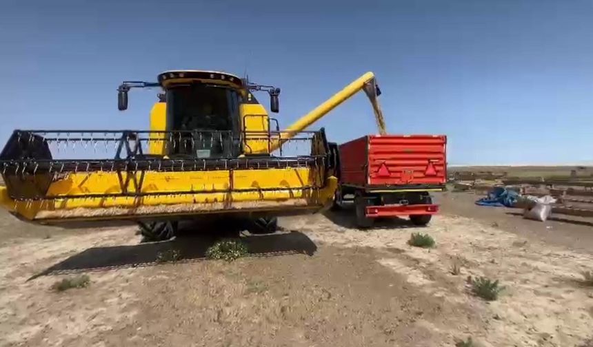 KONYA’DA EKİLEN ARPA ZAMANINDAN ÖNCE HASAT EDİLDİ